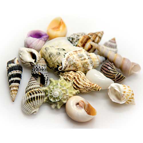 Sea Shells Set S  20 St., SB