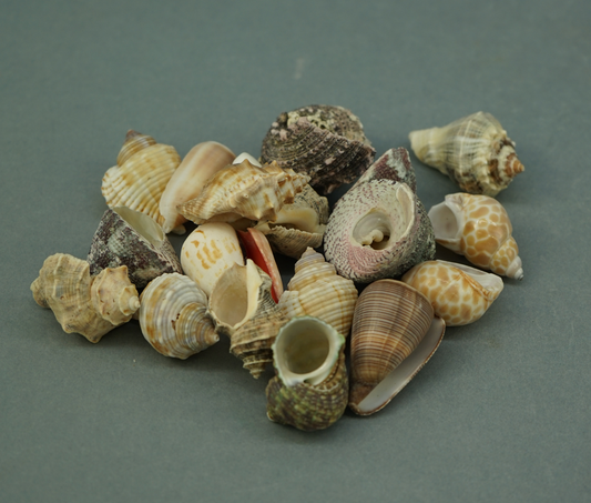 Hobby Sea Shells L / 1 Stück ( Einsiedler Gehäuse )