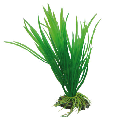 Cyperus 16 cm, SB
