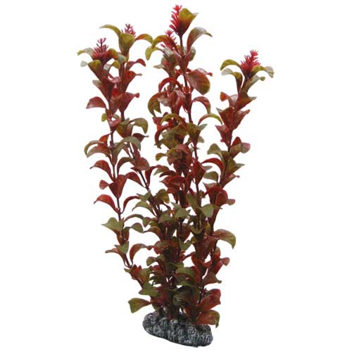 Rotala 30 cm, SB