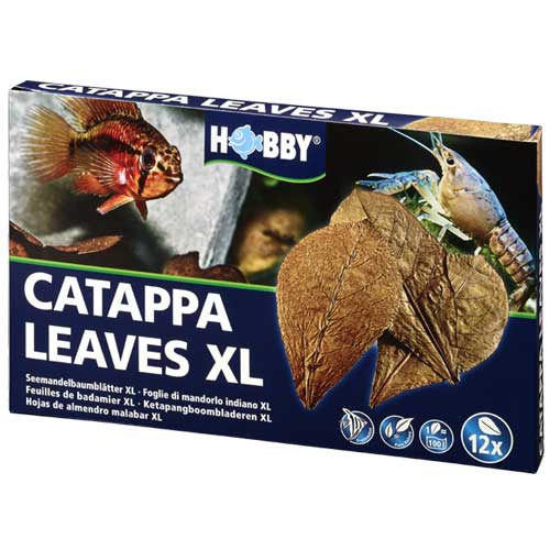 Catappa Leaves XL 12 St., SB