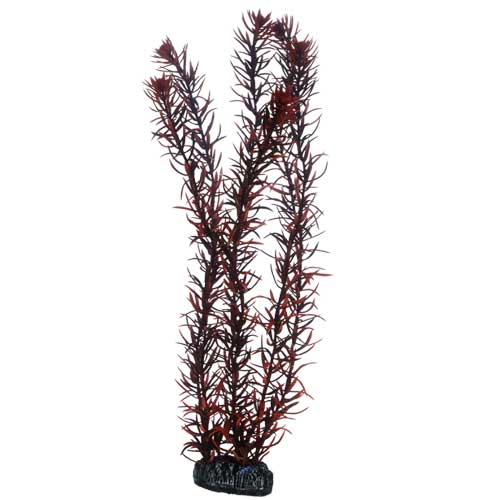 Eusteralis 39 cm, SB