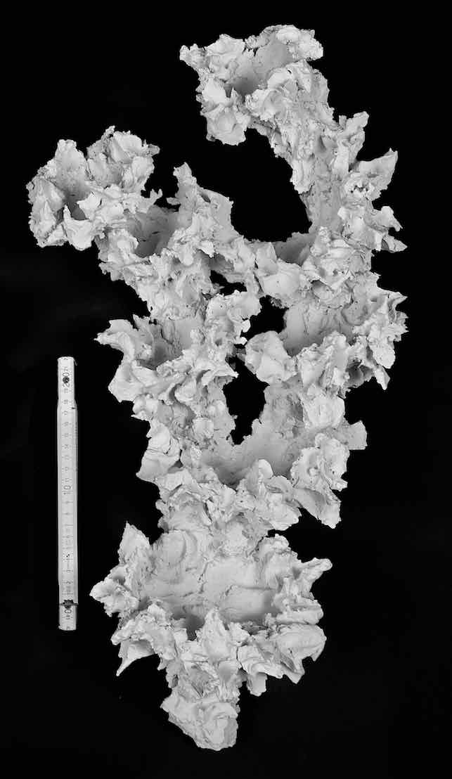 Goßer Korallenast max. 60 cm