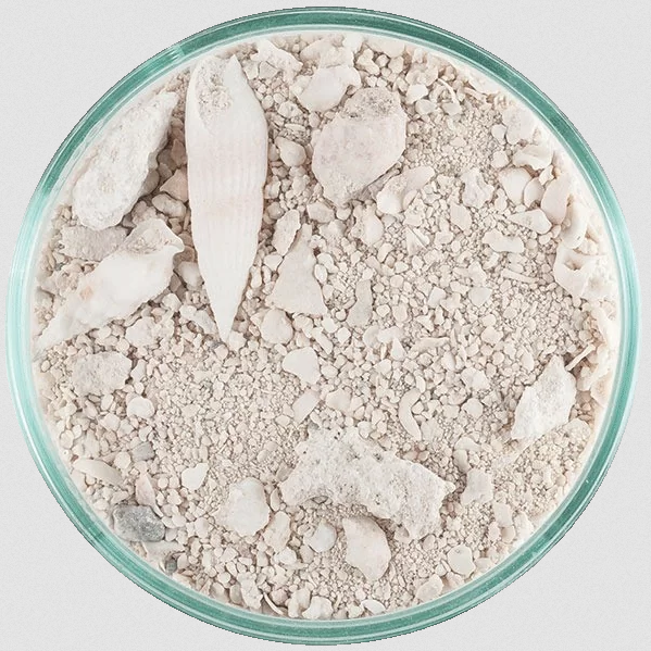 Lifesand Ocean Direct 40 pound 18,14 kg