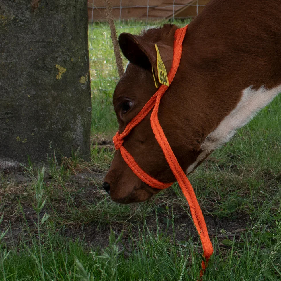 Halfter Kalb einstellbar breit orange - PremiumHobby
