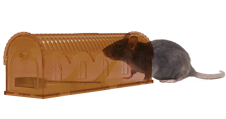 Knock Pest Rattenfalle Lebend - PremiumHobby