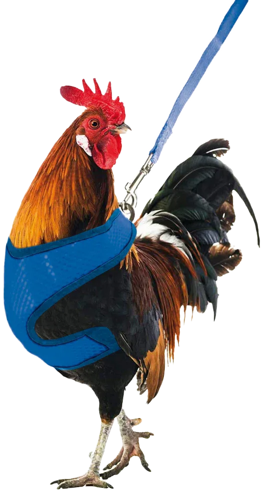 Gaun Hühnergeschirr - PremiumHobby