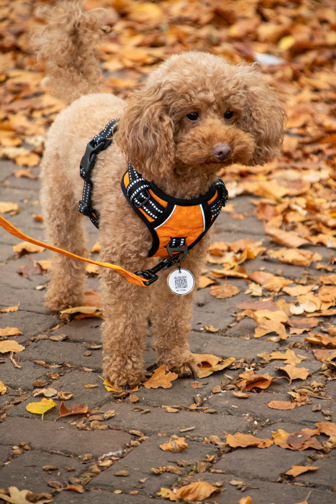 Spotted! PRO Geschirr Grun XXS