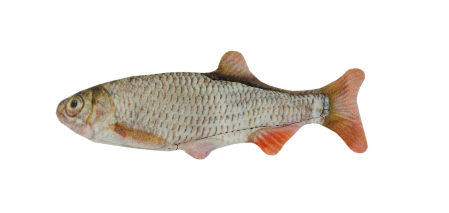 Wild Life Cat Roach (Rotauge)