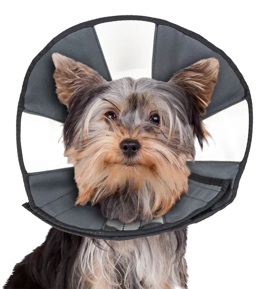 Zenpet Procone S - PremiumHobby