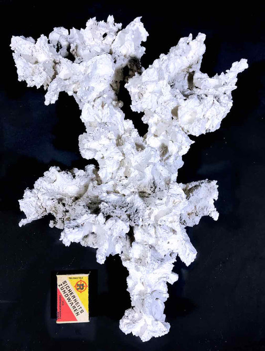 kleiner Korallenast max. 30 cm