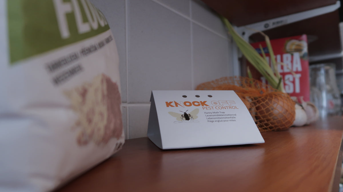 Knock Pest Lebensmittelmottenfalle Delta