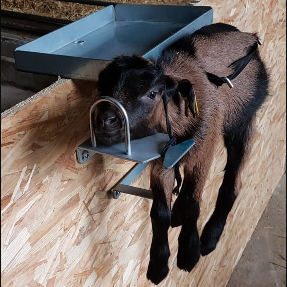 Express Fixierstellung Ziegenlamm