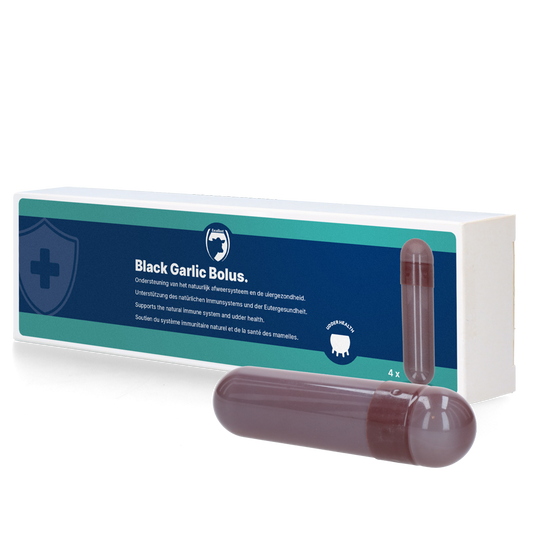 Schwarzer Knoblauch Bolus Rind