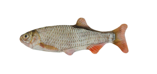 Wild Life Cat Roach (Rotauge)