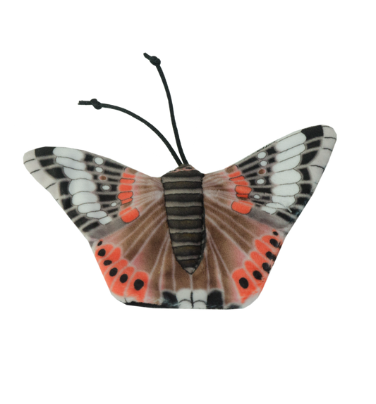 Wild Life Cat Red Admiral Butterfly (Admiral Schmetterling)