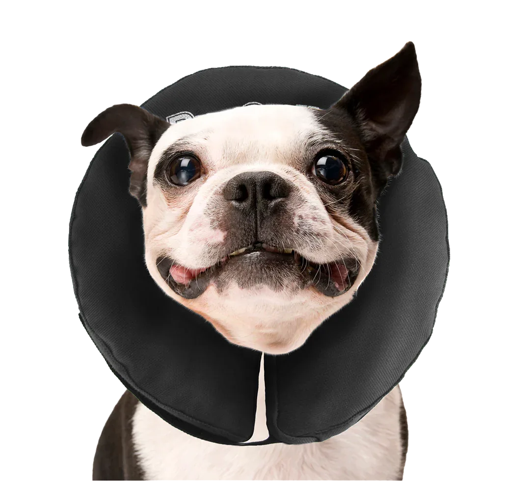 Zenpet ProCollar M - PremiumHobby